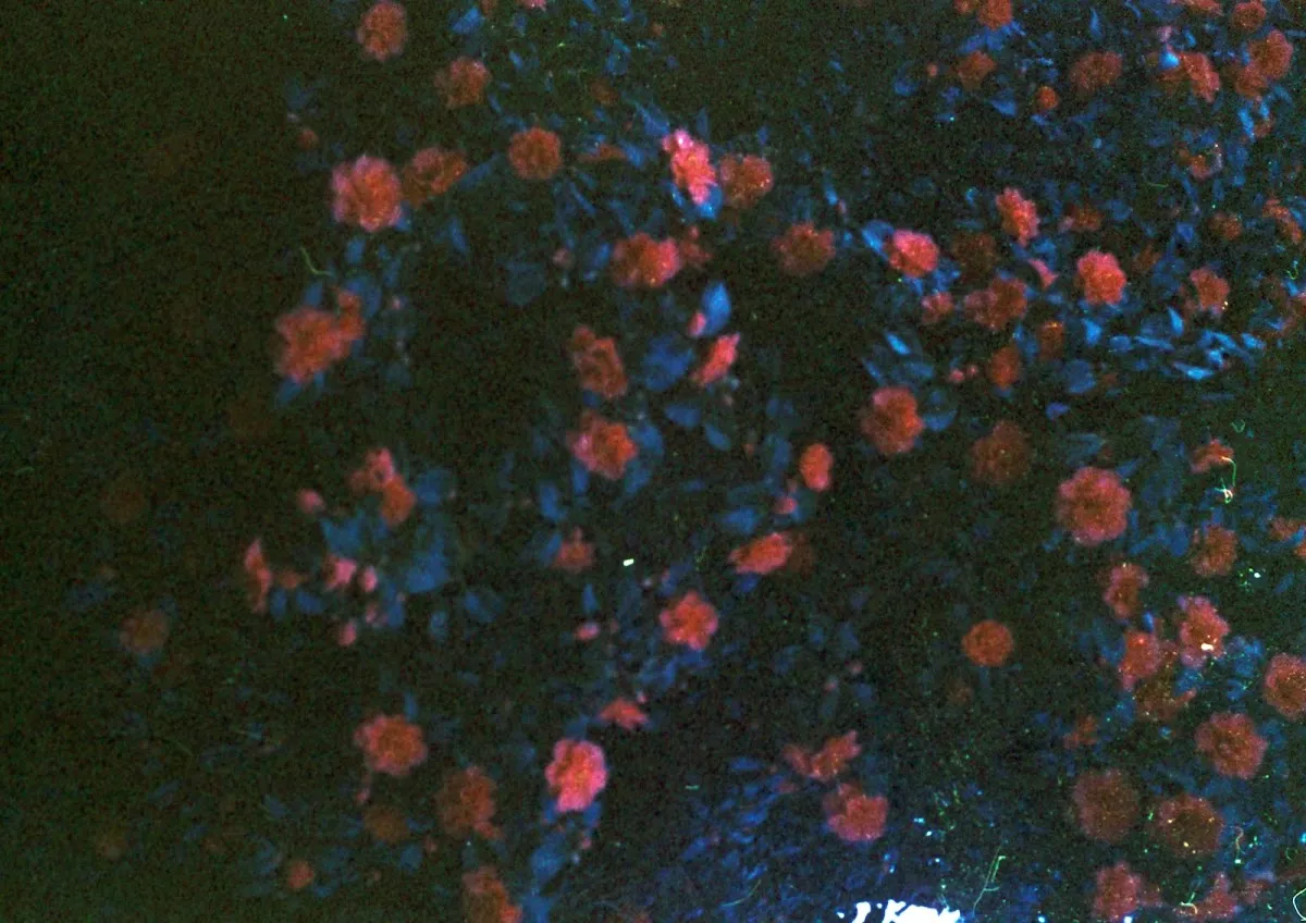 Pink and red roses blooming in soft darkness, captured in a dreamy, low-light photograph