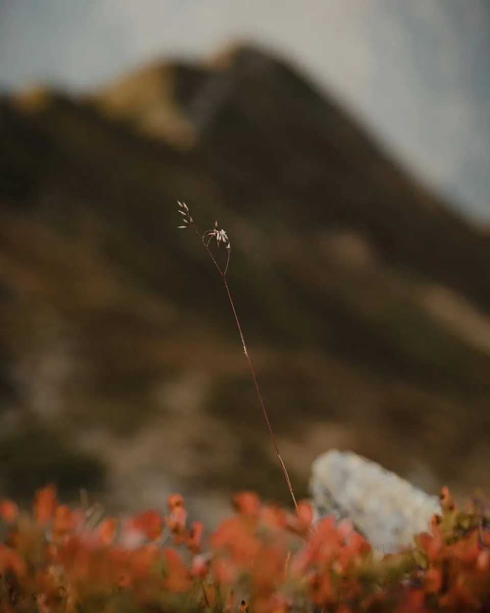 A single grass stalk standing tall among red wildflowers with a blurred mountain in the background