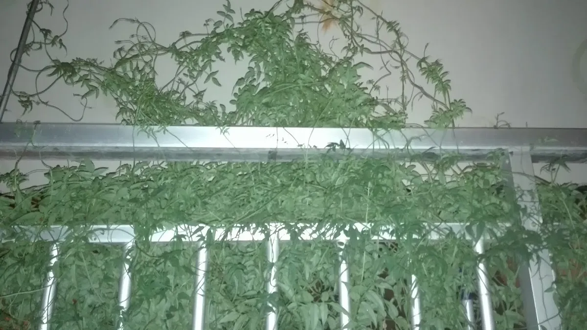 Illustration for  Grieving the Parent You Never Had: When the Real and the Imaginary Don't Meet