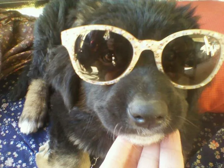 Illustration for  Am I Ready to Be a Dog's Guardian?